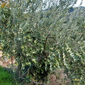 Erreniaga-Iriberri (336)